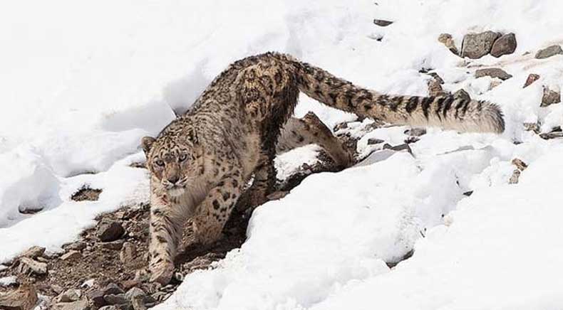 Hemis National Park Jammu & Kashmir