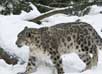 Hemis National Park Jammu & Kashmir